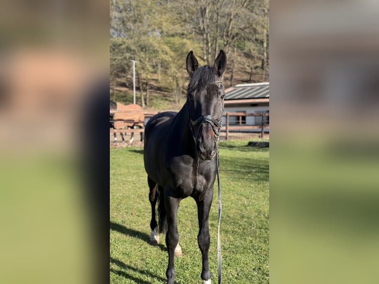 Oldenbourg Hongre 12 Ans 172 cm Noir in Schenklengsfeld