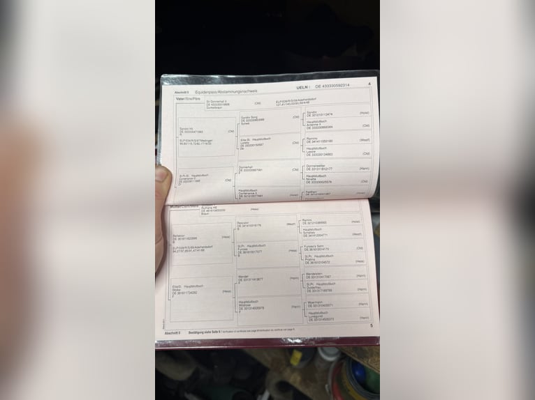 Oldenbourg Hongre 12 Ans 172 cm Noir in Schenklengsfeld