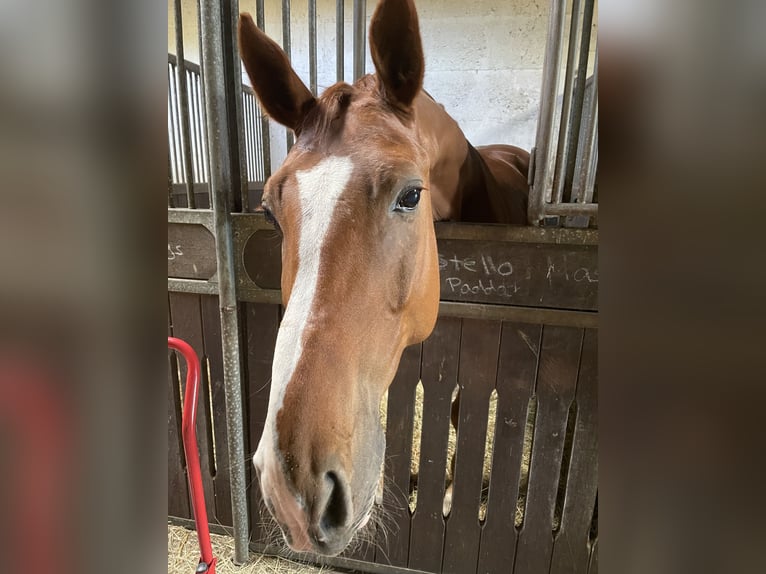 Oldenbourg Hongre 12 Ans 173 cm Alezan in Rausdorf