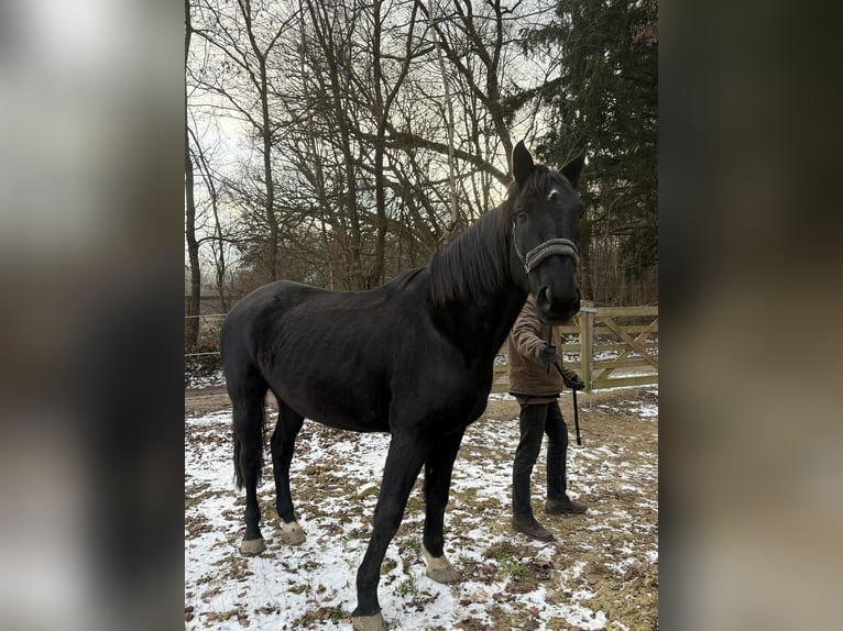 Oldenbourg Hongre 12 Ans 173 cm Noir in Stadtbergen