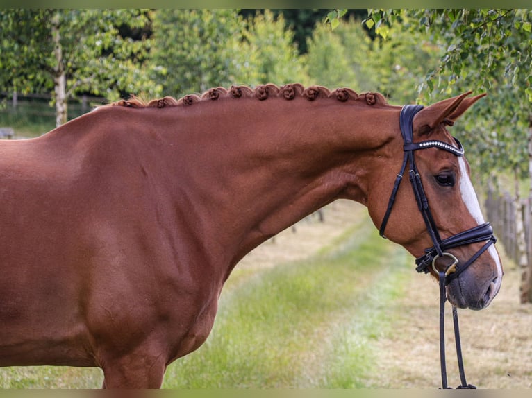 Oldenbourg Hongre 12 Ans 174 cm Alezan in Bonefeld