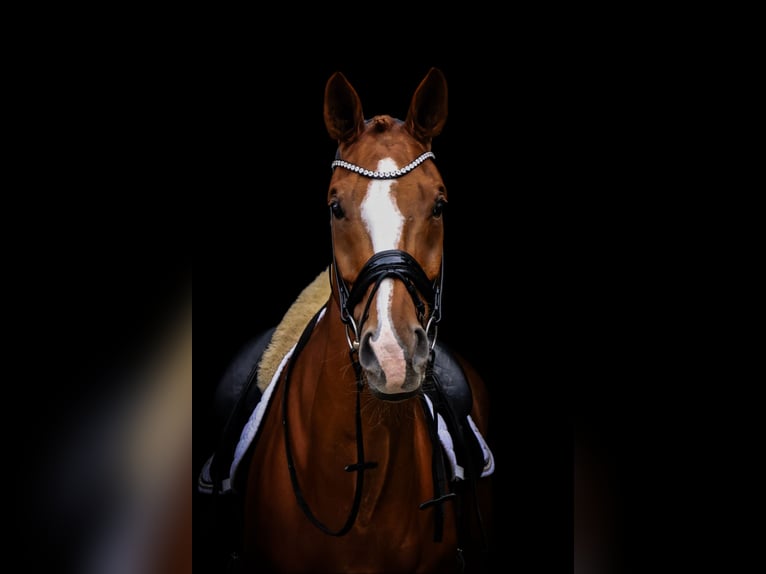 Oldenbourg Hongre 12 Ans 174 cm Alezan in Bonefeld