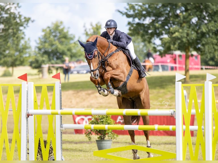Oldenbourg Hongre 12 Ans 174 cm Alezan in Insel Poel