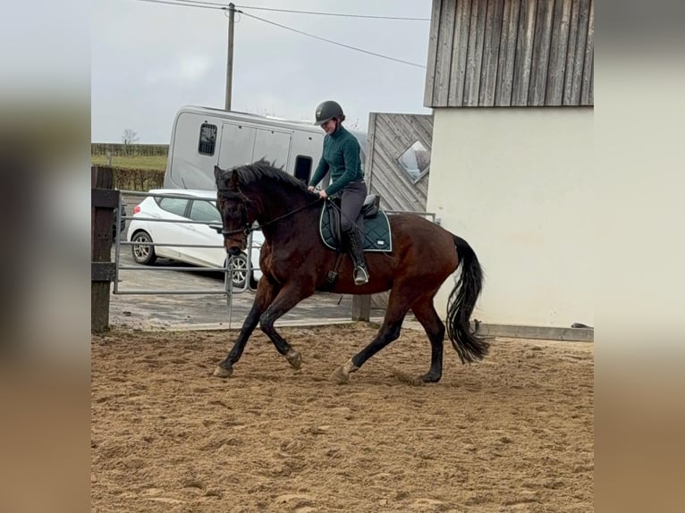 Oldenbourg Hongre 12 Ans 174 cm Bai in Daleiden