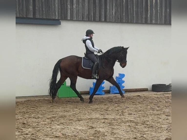 Oldenbourg Hongre 12 Ans 175 cm Bai in Daleiden