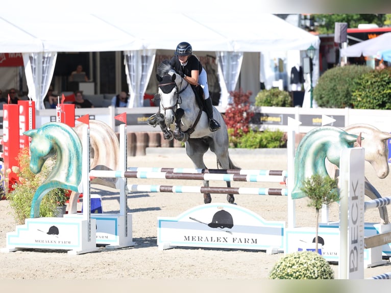 Oldenbourg Hongre 12 Ans 175 cm Gris in Bensheim