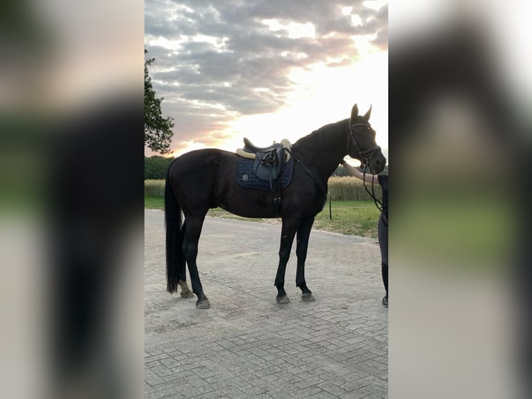 Oldenbourg Hongre 12 Ans 175 cm Noir in Molbergen