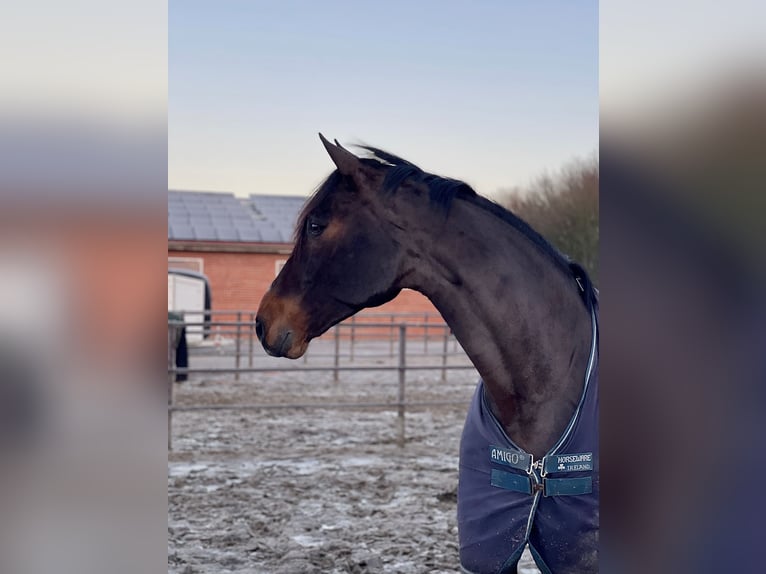 Oldenbourg Hongre 12 Ans 176 cm Bai brun in Lohne (Oldenburg)