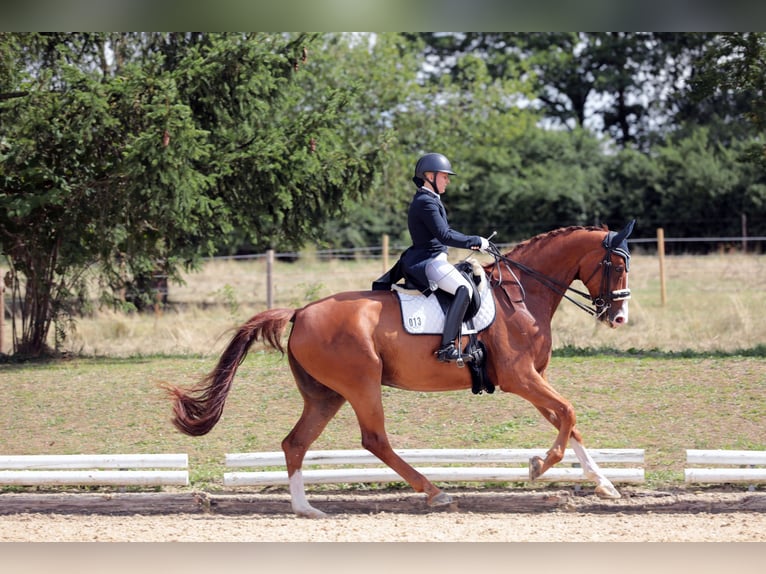 Oldenbourg Hongre 12 Ans 178 cm Alezan brûlé in Altdorf
