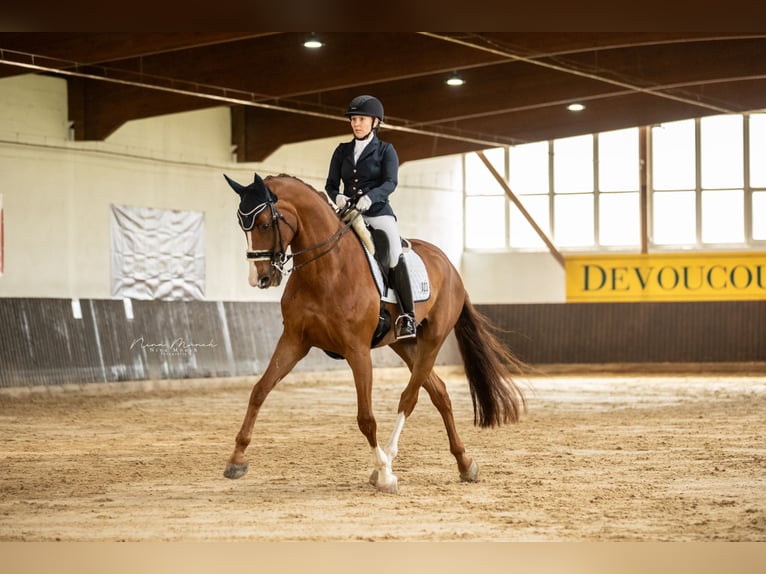Oldenbourg Hongre 12 Ans 178 cm Alezan brûlé in Altdorf