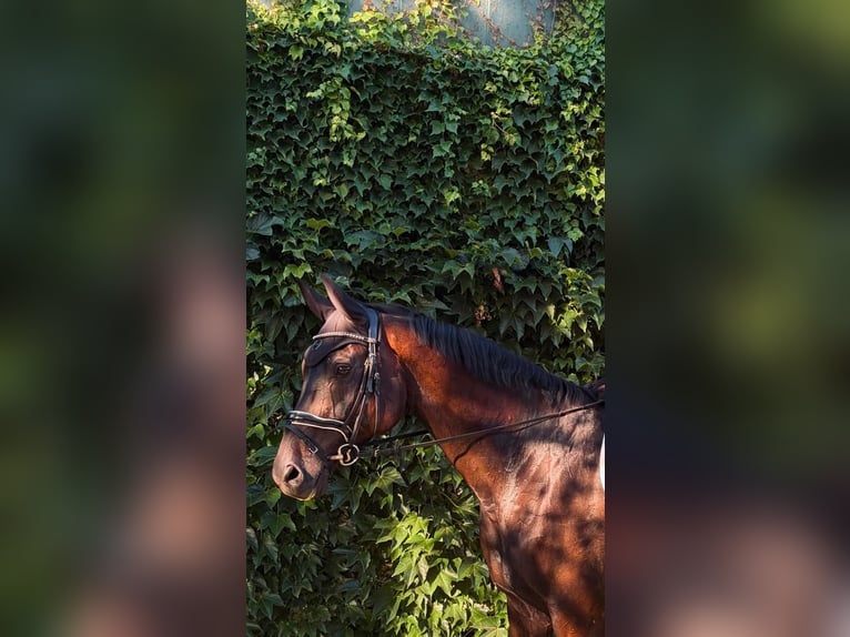 Oldenbourg Hongre 12 Ans 178 cm Bai brun foncé in Schwalbach
