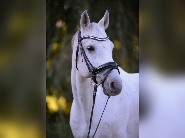 Oldenbourg Hongre 13 Ans 163 cm Gris in Niederneukirchen