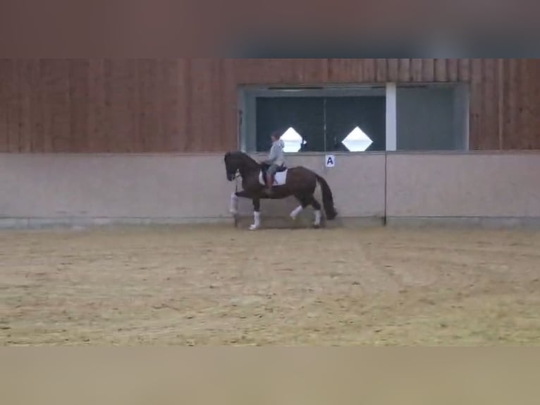 Oldenbourg Hongre 13 Ans 165 cm Alezan brûlé in Werl