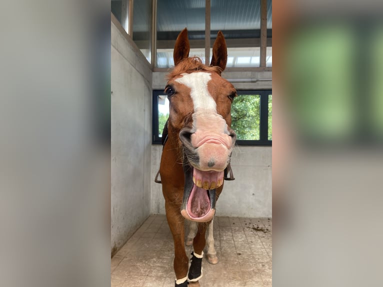 Oldenbourg Hongre 13 Ans 165 cm Alezan in Zorneding