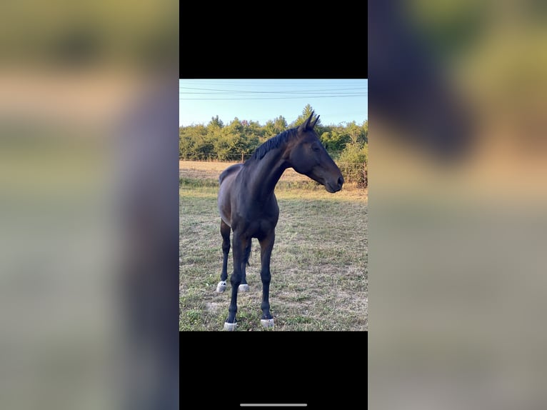 Oldenbourg Hongre 13 Ans 165 cm Bai brun in Irrel