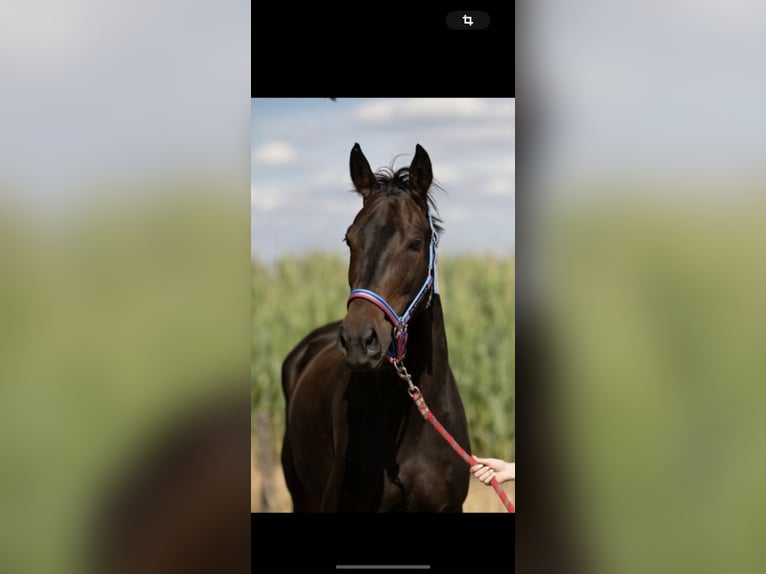 Oldenbourg Hongre 13 Ans 165 cm Bai brun in Irrel