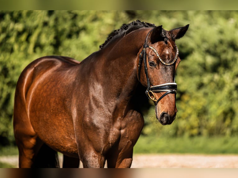 Oldenbourg Hongre 13 Ans 165 cm Bai in Wehringen