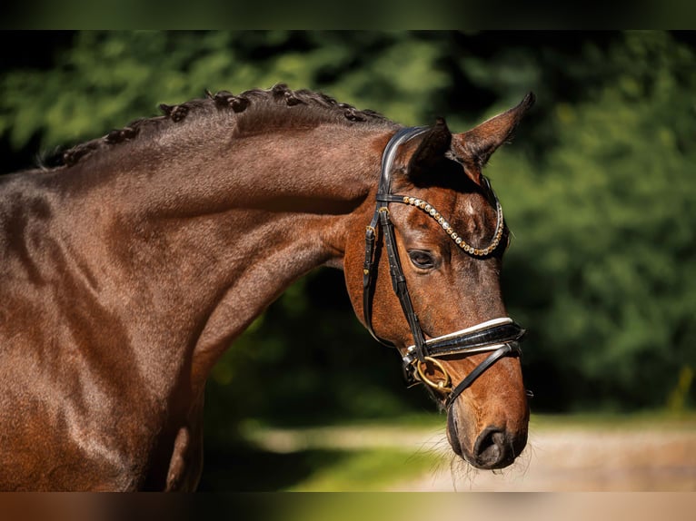 Oldenbourg Hongre 13 Ans 165 cm Bai in Wehringen