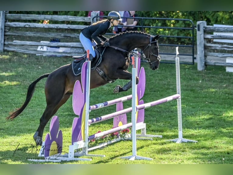 Oldenbourg Hongre 13 Ans 168 cm Bai brun in Toronto, Ontario