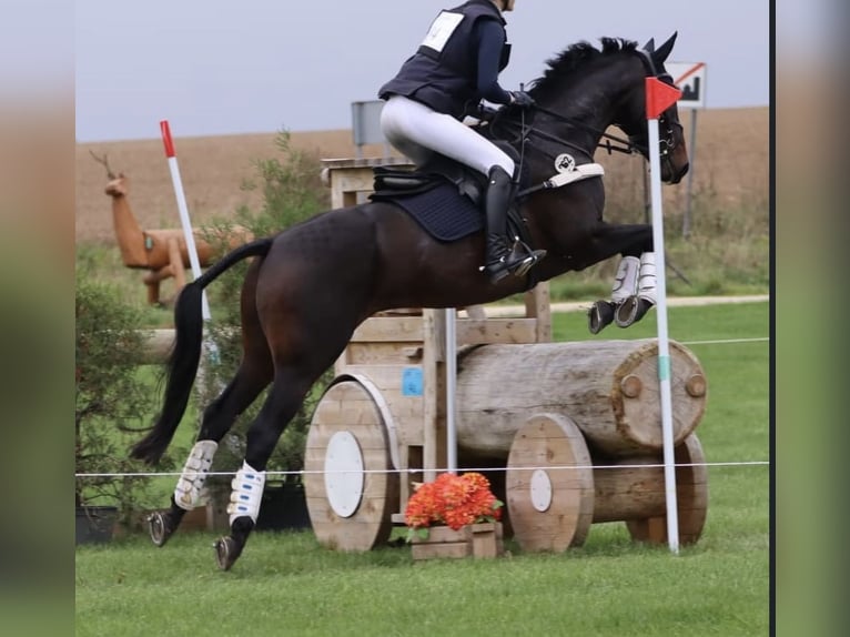 Oldenbourg Hongre 13 Ans 168 cm Bai brun in Toronto, Ontario