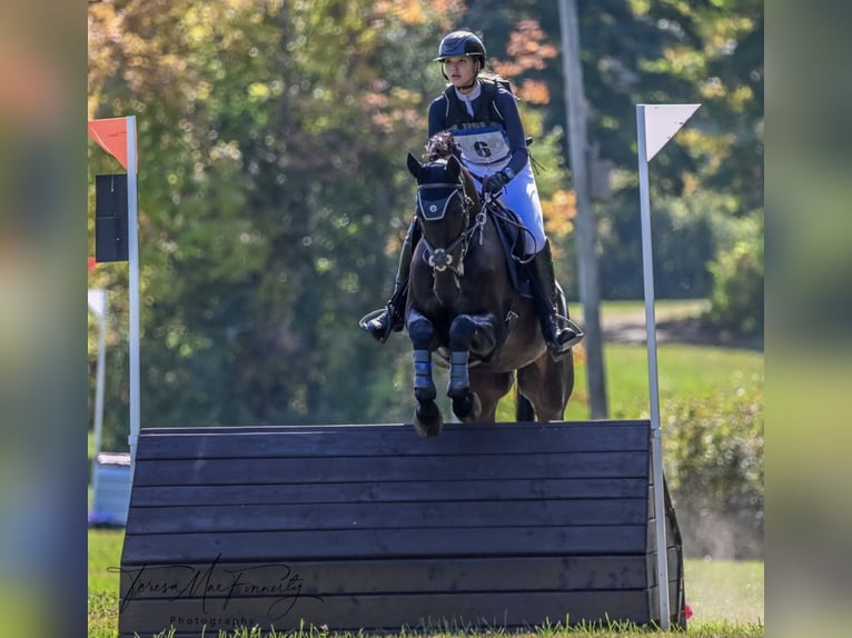 Oldenbourg Hongre 13 Ans 168 cm Bai brun in Toronto, Ontario