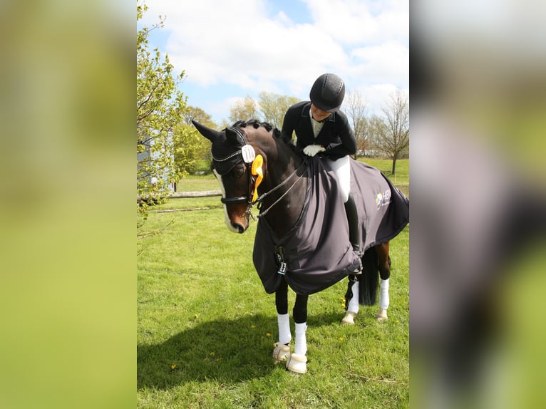 Oldenbourg Hongre 13 Ans 168 cm Bai brun in L&#xFC;beck