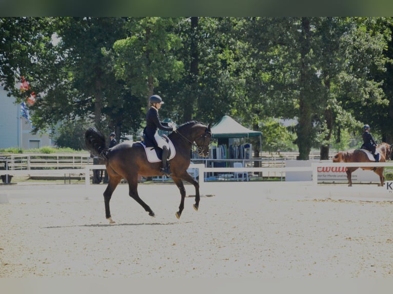 Oldenbourg Hongre 13 Ans 168 cm Bai brun in Dornbirn