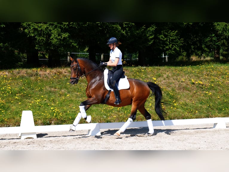 Oldenbourg Hongre 13 Ans 168 cm Bai in Freiensteinau