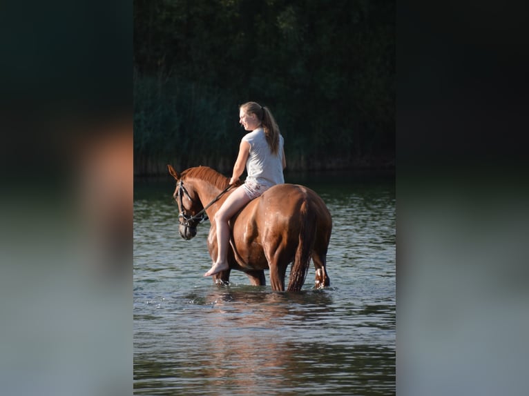 Oldenbourg Hongre 13 Ans 170 cm Alezan in Liebenburg