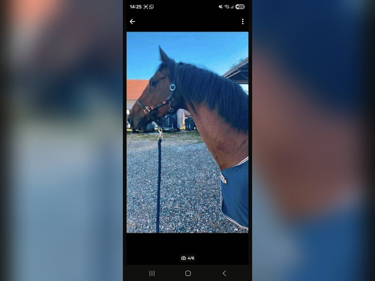 Oldenbourg Hongre 13 Ans 170 cm Bai in Betzenweiler