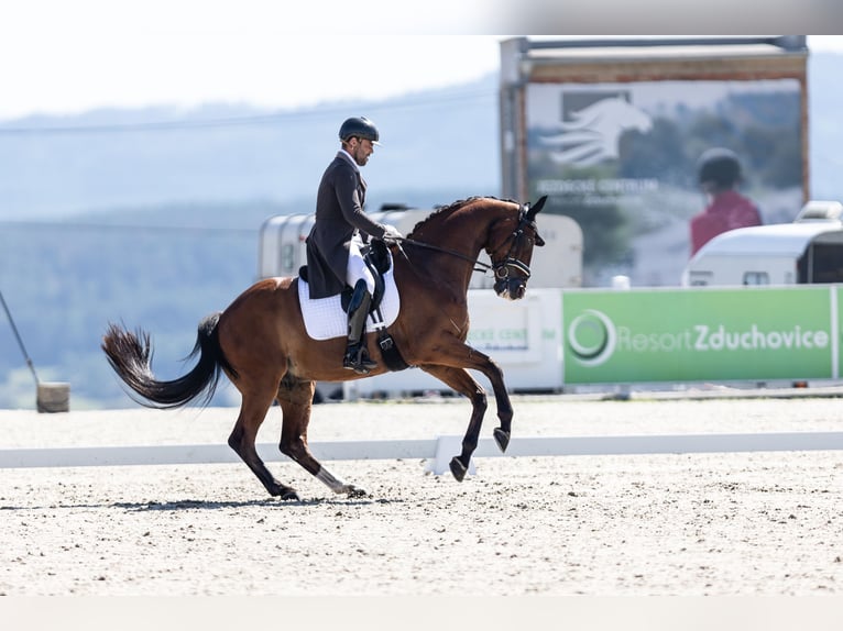 Oldenbourg Hongre 13 Ans 171 cm Bai cerise in Slany