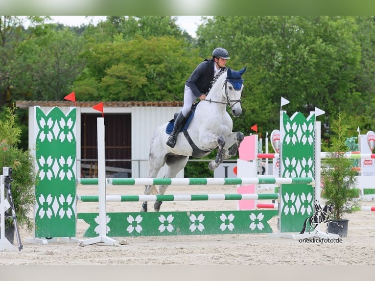 Oldenbourg Hongre 13 Ans 172 cm Gris in Sonnefeld