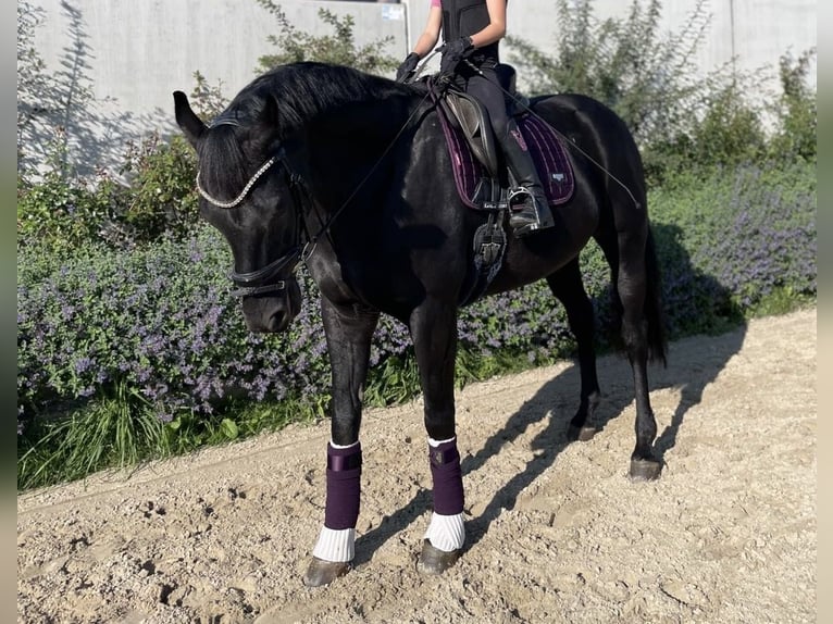Oldenbourg Hongre 13 Ans 173 cm Noir in Kassel