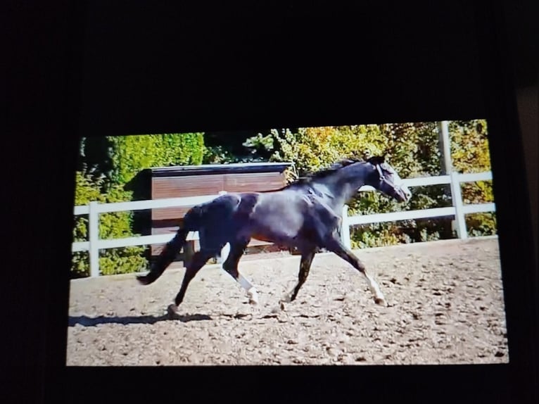 Oldenbourg Hongre 13 Ans 174 cm Noir in Steinh&#xF6;ring