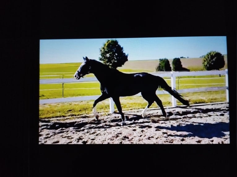 Oldenbourg Hongre 13 Ans 174 cm Noir in Steinh&#xF6;ring
