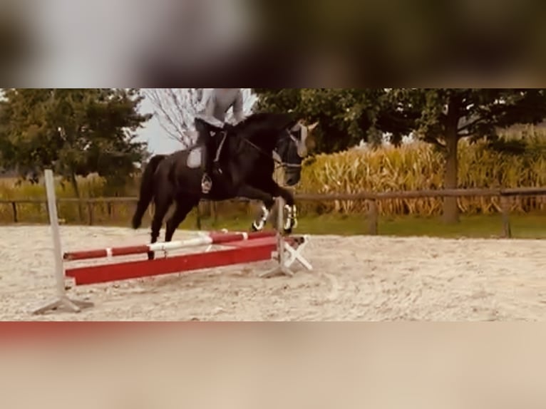 Oldenbourg Hongre 13 Ans 175 cm Bai brun foncé in Nienstädt Liekwegen Oldenbourg Hongre 13 Ans 175 cm Bai brun foncé in Nienstädt Liekwegen