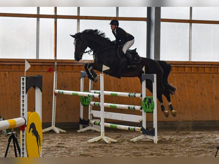 Oldenbourg Hongre 13 Ans 175 cm Bai in Feldberger Seenlandschaft