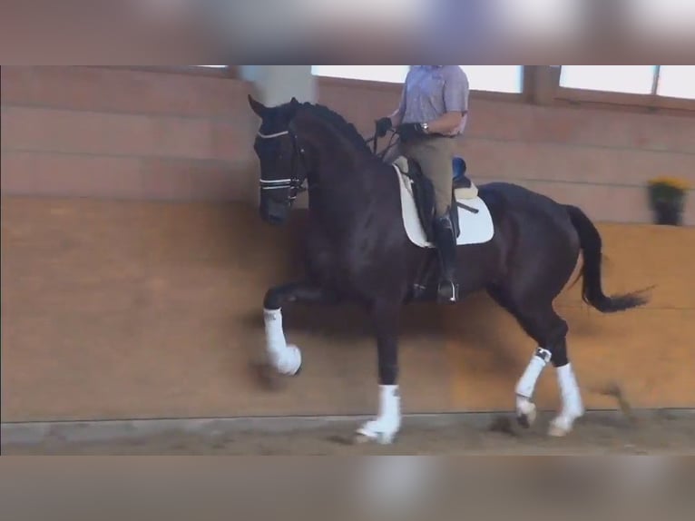 Oldenbourg Hongre 13 Ans 175 cm Noir in Pau