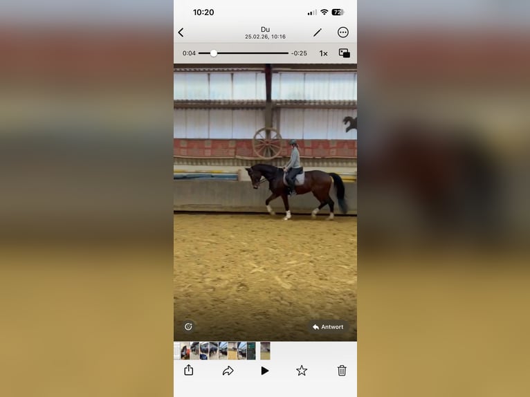 Oldenbourg Hongre 13 Ans 183 cm Bai brun in Balve