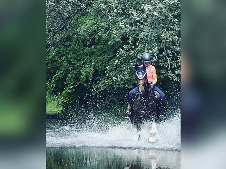 Oldenbourg Hongre 13 Ans 183 cm Bai brun in Balve