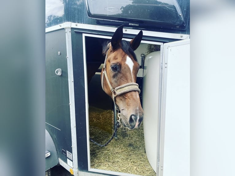 Oldenbourg Hongre 13 Ans 183 cm Bai brun in Balve