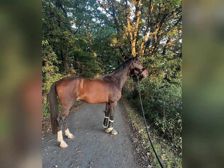 Oldenbourg Hongre 13 Ans 183 cm Bai brun in Balve