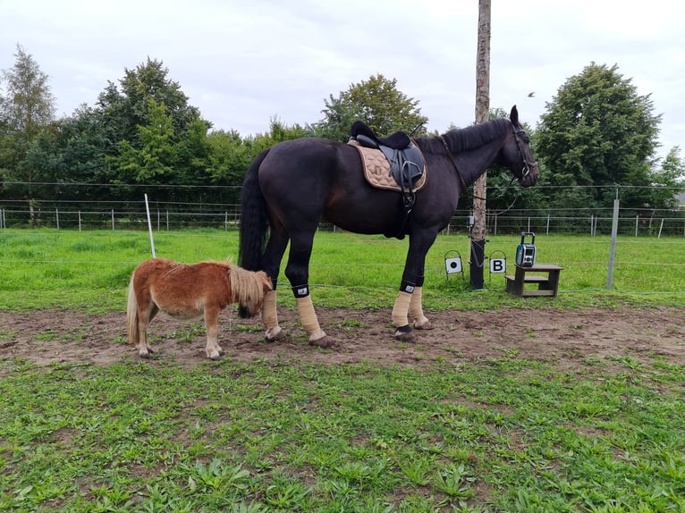 Oldenbourg Hongre 13 Ans 183 cm Bai brun in Bassum