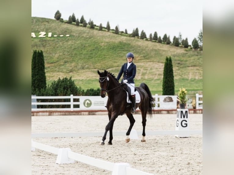 Oldenbourg Hongre 13 Ans 188 cm Bai brun in Vilnius