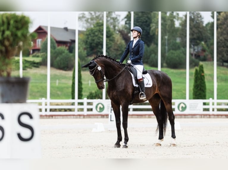 Oldenbourg Hongre 13 Ans 193 cm Noir in Vilnius