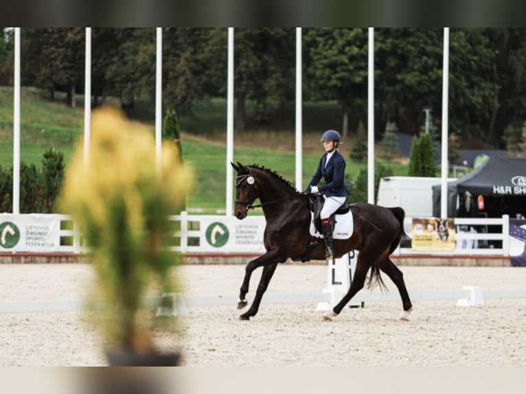 Oldenbourg Hongre 13 Ans 193 cm Noir in Vilnius