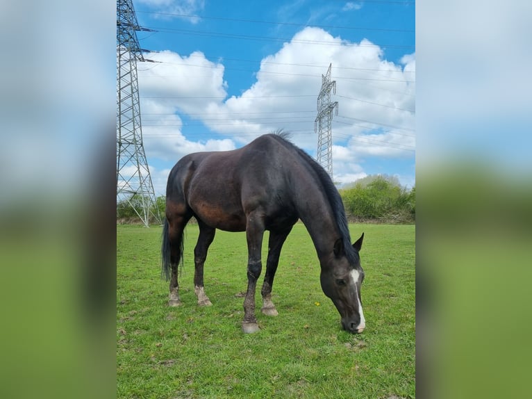 Oldenbourg Hongre 14 Ans 160 cm Bai brun foncé in Kiel