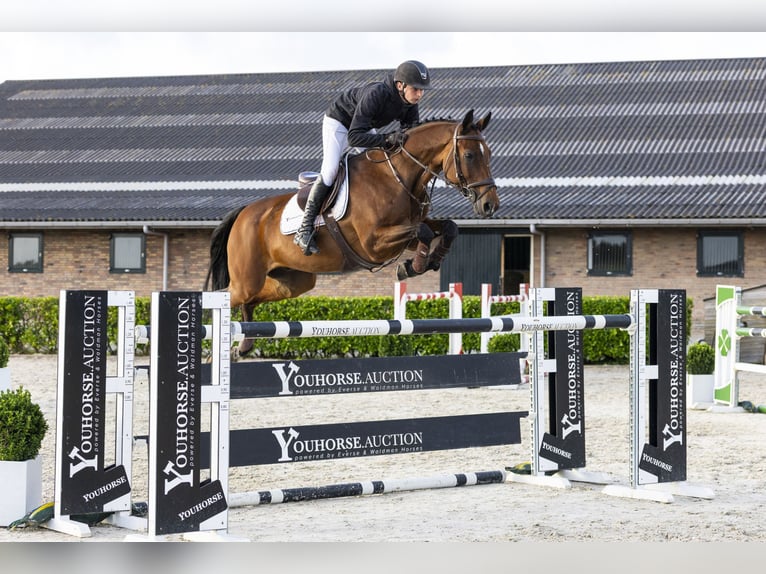Oldenbourg Hongre 14 Ans 164 cm Bai in Waddinxveen
