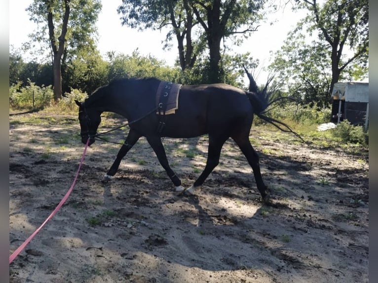 Oldenbourg Hongre 14 Ans 166 cm Bai brun in Meyenburg