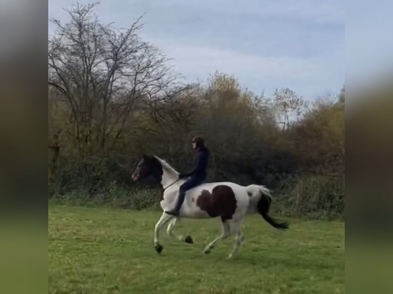 Oldenbourg Hongre 14 Ans 166 cm Pinto in Wedemark